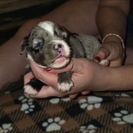 Eucalyptus - Blue merle female Miniature Australian Shepherd puppy in Arlington, Texas from CopperHead Aussies