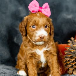Girl 2 - Red  Goldendoodle puppy in Riverton, Utah from Utah Doodlebug