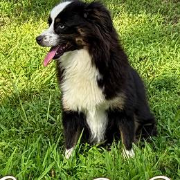 Gigi - Miniature Australian Shepherd
