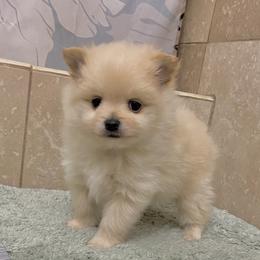 Tiny Cream boy - Cream male Pomeranian puppy in Kelso, Washington from Highlander Pomeranians