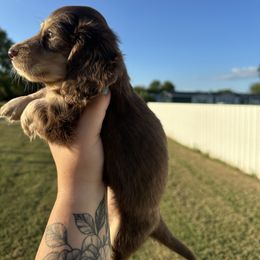 Onyx - Cream female Dachshund puppy in Mc Alester, Ok, Oklahoma from New Hope Miniature Dachshunds