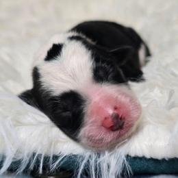 Lumos - Black and white male Border Collie puppy in Chicora, Pennsylvania from Riverwood