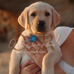 Labrador Retriever Puppies from O’Brien Labrador Retrievers