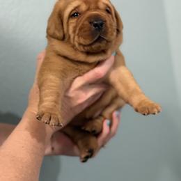 Sam (White) - Yellow female Labrador Retriever puppy in Cantonment, Florida from Deep South Labrador Retrievers LLC