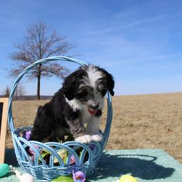 Bruce - Blue merle male Aussiedoodle puppy in Hopkins, Missouri from Mowry Creek Mini Aussiedoodles and More