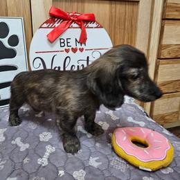 Atlas - Cream male Dachshund puppy in Cherry Tree, Oklahoma from Peavine Creek Dachshunds