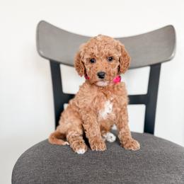 Cherry - Apricot female Goldendoodle puppy in Billings, Montana from Montana Raised Doodles