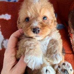 Denali - with training - Red and white male Cockapoo puppy in Boonville, North Carolina from Doods & Dolls