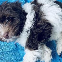 Havanese from Havana Knights Havanese