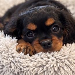 Willow - Black and tan female Cavalier King Charles Spaniel puppy in Mount Dora, Fl, Florida from Breezy Palms Cavaliers