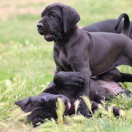Great Dane Puppies from Velocity Great Danes
