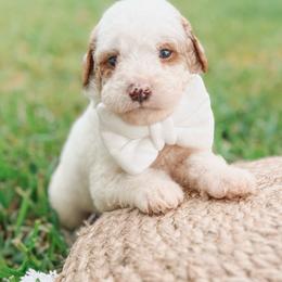 Tyler - Parti male Goldendoodle puppy in Iola, Texas from Supreme Doodles of Texas
