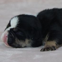 Shadow - Black tri-color male Bulldog puppy in Winnsboro, Texas from JP Ranch Bulldogs