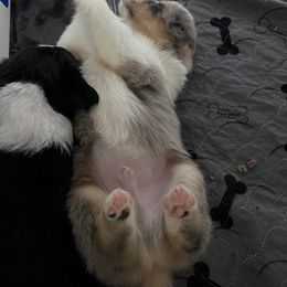 Australian Shepherd Puppies from Hartzland Farm
