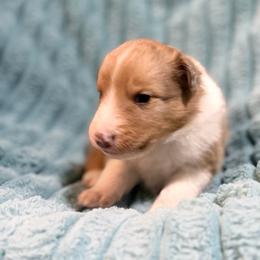 Wrangler - Sable merle and white male Shetland Sheepdog puppy in Aberdeen, Idaho from Willow Creek Cresteds