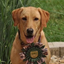 Cinder - Labrador Retriever
