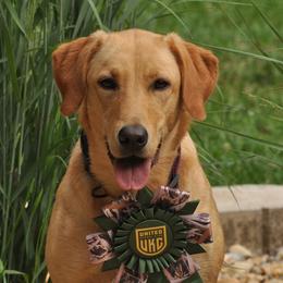 Cinder - Labrador Retriever