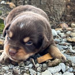Firecracker - Red tri female Miniature Australian Shepherd puppy in White Plains, Kentucky from Garrett’s Ridge Farm