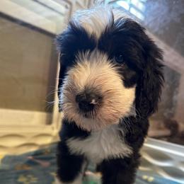 CANNOLI - Black and white male Sheepadoodle puppy in Riverside, California from Downtown Doodles & Frenchies