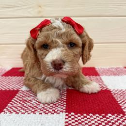 Aqua - Apricot female Australian Labradoodle puppy in Harrisonville, Missouri from Blessed Day Doodles