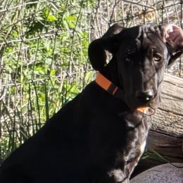 Great Danes from Rose Great Danes