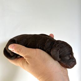 Girl 1 - Brown white and tan female Cockapoo puppy in Egg Harbor City, New Jersey from Grace Given Cockapoos (GGC)