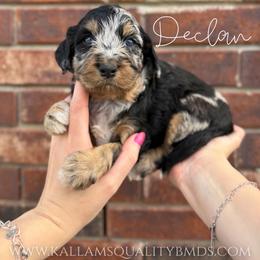 Declan - Blue merle male Bernedoodle puppy in Owasso, Oklahoma from Kallams Bernedoodles & Bernese Mountain Dogs