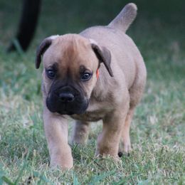Orange - Brown male Boerboel puppy in Shawnee, Oklahoma from TXT Boerboels