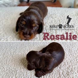 Rosalie - AKC - Silky - Chocolate and tan female Dachshund puppy in Kemp, Texas from Koli Acres