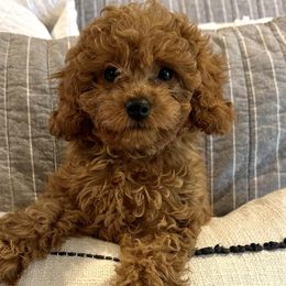 Rose - Cavapoo puppy in Alpine, Tennessee from Campbell's Cavapoos