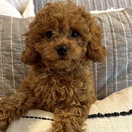 Rose - Cavapoo puppy in Alpine, Tennessee from Campbell's Cavapoos