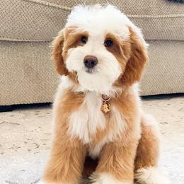 Polly - Bernedoodle