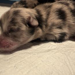Boy 1 - Blue merle male Pomeranian puppy in Windham, Maine from New England Exotic Pomeranians