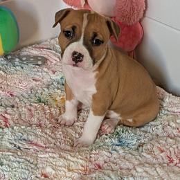 Sabine - Red female American Staffordshire Terrier puppy in Weston, Ohio from Natasha's AmStaffs