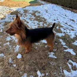 Augie - Blue and tan male Australian Terrier puppy in Peoria, Illinois from Djinda Australian Terriers