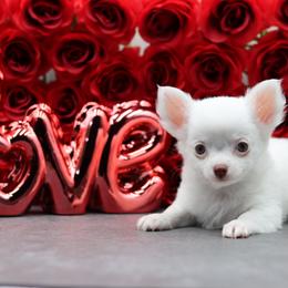 Portia (charting small) - Chocolate and white female Chihuahua puppy in Tulsa, Oklahoma from H-3 Chihuahuas