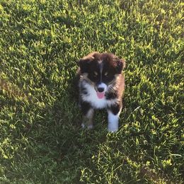 Australian Shepherd Puppies from Toni Thompson's Australian Shepherds