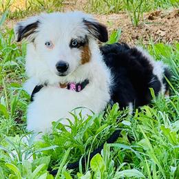 Baby Pebbles - Blue merle female Miniature American Shepherd puppy in Jonesborough, Tennessee from Bouchard’s Best Shepherds