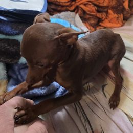 XCM3-Terquiose-Tiny - Chocolate and rust male Miniature Pinscher puppy in Middle Point, Ohio from Knisely's Min Pins-AKC