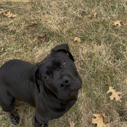 Light pink collar female - Black female Boerboel puppy in Rockford, Illinois from Adoraboerboels