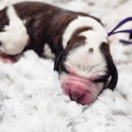 Tasha - Tri-Roan female English Springer Spaniel puppy in Westover, Maryland from Sterling's springer Haven