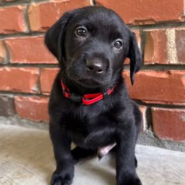 Red boy - Black male Labrador Retriever puppy in Plymouth, North Carolina from Duck Creek Kennels