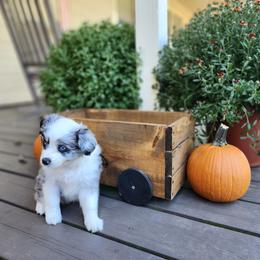 Miniature Australian Shepherd Puppies from Penn Creek Aussies