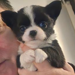 Puppy 3 - Black and white female Chihuahua puppy in Springfield, Missouri from Casadelopez Tails