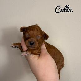 Calla - Red  female Poodle puppy in Morehead, Kentucky from Paw Perfect Pets