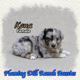 Kona - Blue merle female Toy Australian Shepherd puppy in Forestburg, Texas from Flaming Dill Ranch Aussies