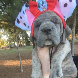 Yellow collar - Blue female Great Dane puppy in Tyler, Texas from Blessed By Danes