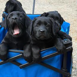 Shiner - Black female Labrador Retriever puppy in Lenoir, North Carolina from Wooten Retrievers
