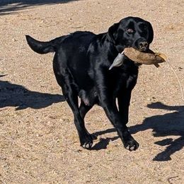 Rivet - Labrador Retriever
