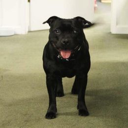 Staffordshire Bull Terriers from Ciera Staffords